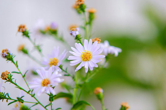 The Golden Cup of Wellness: Chamomile "Hamomili," Ancient Elixir for the Modern World